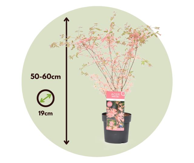 Japán juhar - Acer palmatum 'Taylor' - 50-60cm magas - ⌀19cm