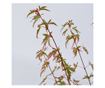 Japán juhar - Acer palmatum 'Taylor' - 50-60cm magas - ⌀19cm