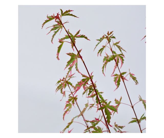 Japán juhar - Acer palmatum 'Taylor' - 50-60cm magas - ⌀19cm