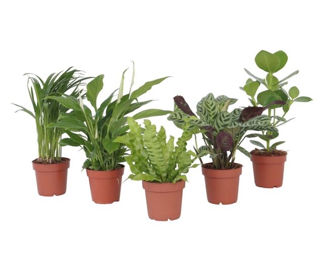 Légtisztító szobanövények - 5 db - 25-40cm magas - ⌀12cm