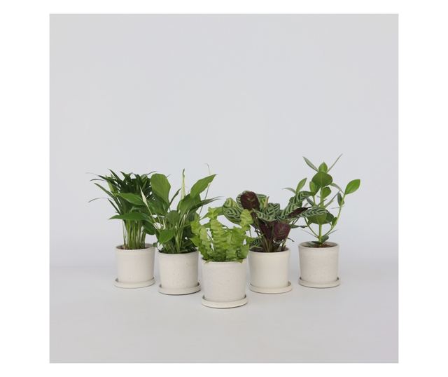 Légtisztító szobanövények - 5 db - 25-40cm magas - ⌀12cm