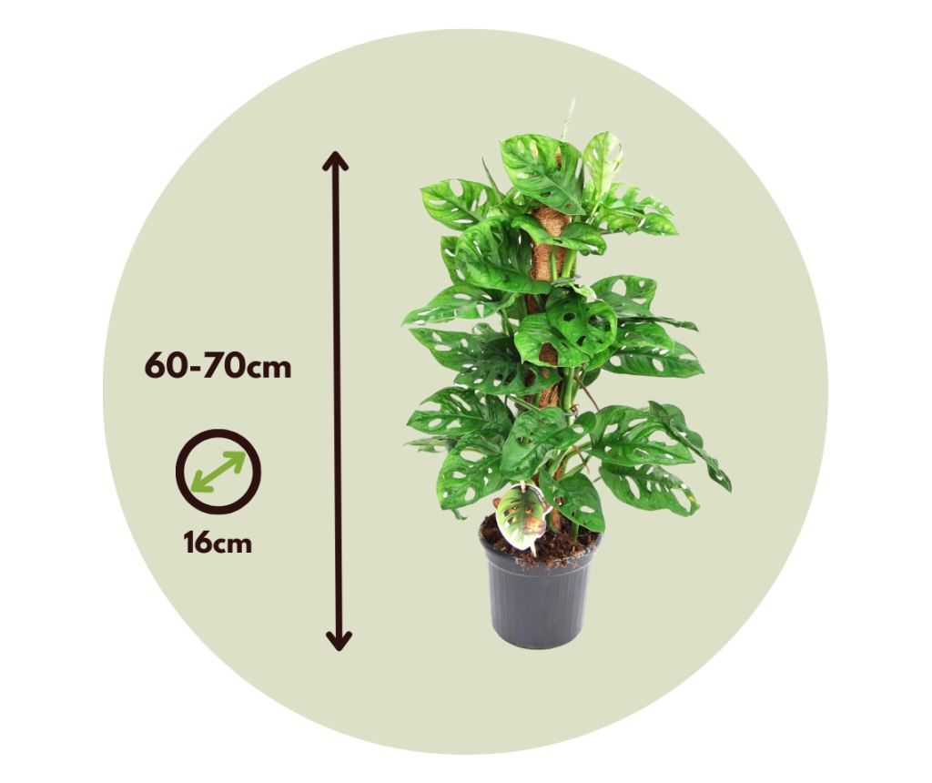 philodendron terrarium Philodendron melanochrysum main image 0