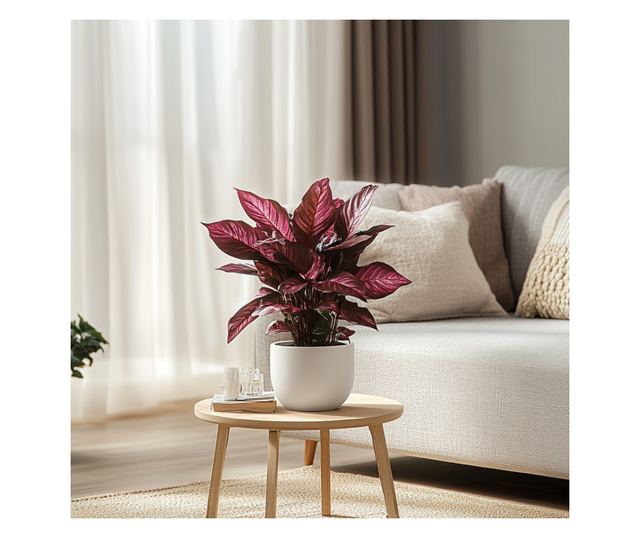 Iresine - 2 buc - Iresine herbstii - Înălţime 20-30cm - ⌀13cm
