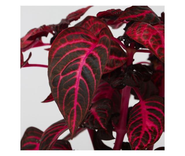 Iresine - 2 buc - Iresine herbstii - Înălţime 20-30cm - ⌀13cm