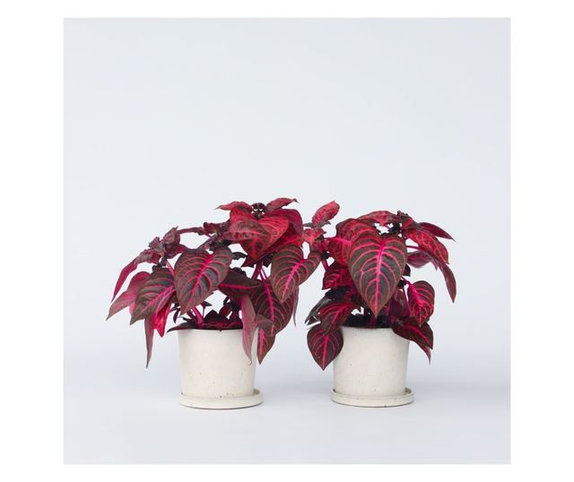 Iresine - 2 buc - Iresine herbstii - Înălţime 20-30cm - ⌀13cm