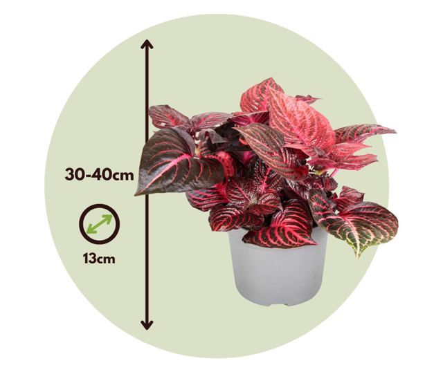 Iresine - 2 buc - Iresine herbstii - Înălţime 20-30cm - ⌀13cm