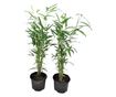 Bambusz - 2 db - Fargesia papyrifera 'Blue Dragon' - 30-40cm magas - ⌀13cm