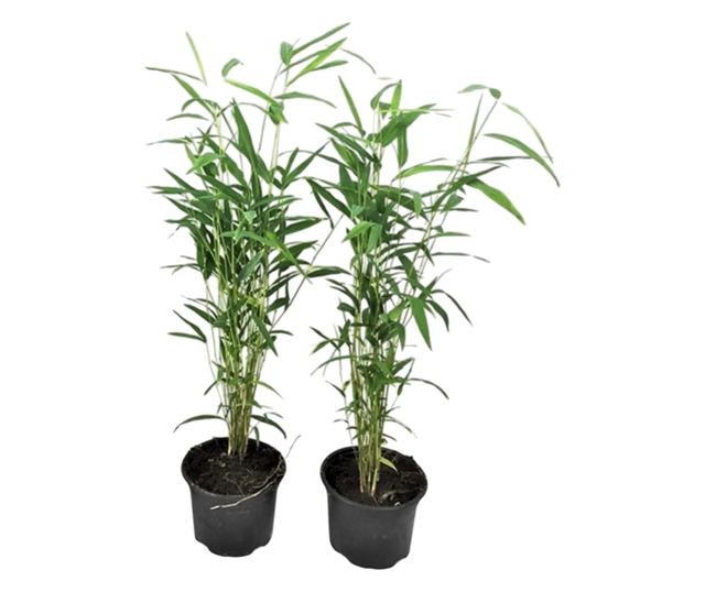 Bambusz - 2 db - Fargesia papyrifera 'Blue Dragon' - 30-40cm magas - ⌀13cm