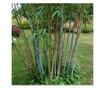 Bambusz - 2 db - Fargesia papyrifera 'Blue Dragon' - 30-40cm magas - ⌀13cm