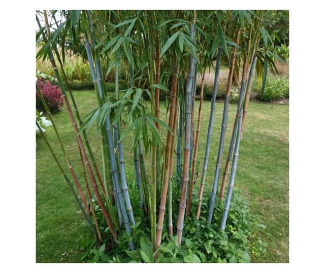 Bambusz - 2 db - Fargesia papyrifera 'Blue Dragon' - 30-40cm magas - ⌀13cm