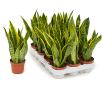 Limba soacrei, Sansevieria zeylanica, 45 cm, diametru 14 cm, Verde