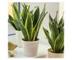 Limba soacrei, Sansevieria zeylanica, 45 cm, diametru 14 cm, Verde