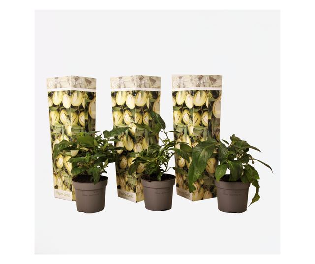 Tojásdinnye - 3 db - Solanum Muricatum 'Pepino gold' - 25-40cm magas - ⌀9cm