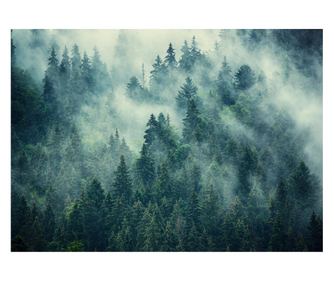 Fototapeta Šuma Magla 400x280cm Moderni Vlies Tapeta Spavaća Soba Dnevni Boravak