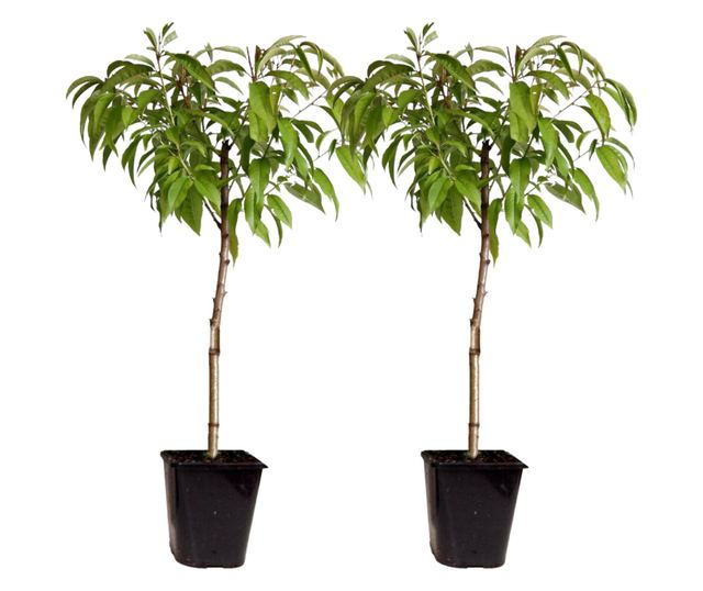 Őszibarack - 2 db - Prunus persica 'Saturne' - 60-70cm magas - ⌀15cm