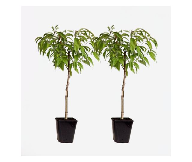 Őszibarack - 2 db - Prunus persica 'Saturne' - 60-70cm magas - ⌀15cm