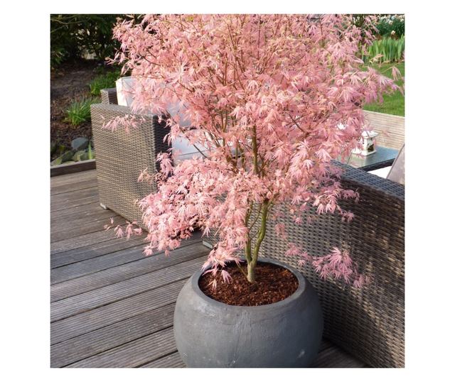 Japán juhar - Acer palmatum 'Taylor' - 50-60cm magas - ⌀19cm