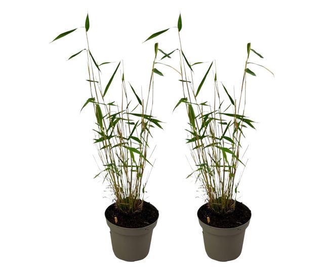 Bambusz - 2 db - Fargesia papyrifera 'Blue Dragon' - 30-40cm magas - ⌀13cm
