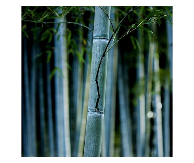 Bambusz - 2 db - Fargesia papyrifera 'Blue Dragon' - 30-40cm magas - ⌀13cm