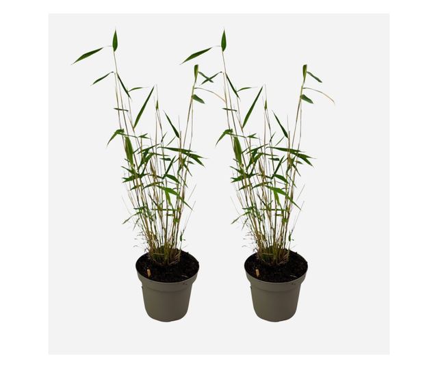 Bambusz - 2 db - Fargesia papyrifera 'Blue Dragon' - 30-40cm magas - ⌀13cm