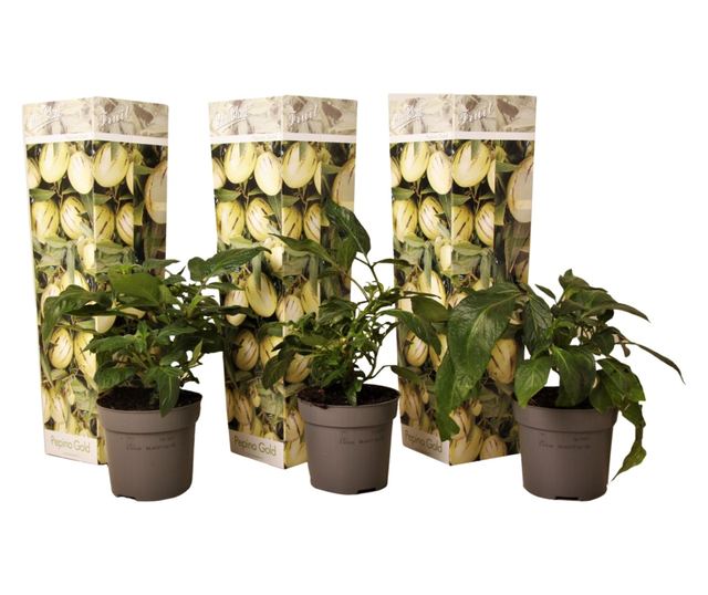 Tojásdinnye - 3 db - Solanum Muricatum 'Pepino gold' - 25-40cm magas - ⌀9cm