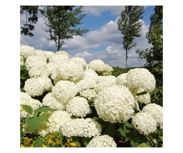 Hortenzia - 3 db - Hydrangea 'Strong Annabelle' - 30-40cm magas - ⌀19cm
