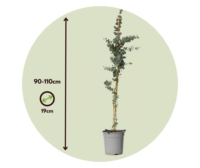 Eukaliptusz - Eucalyptus cinerea 'Silver Dollar' - 90-110cm magas - ⌀19cm