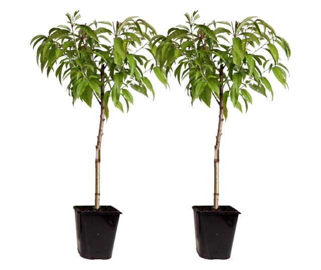 Őszibarack - 2 db - Prunus persica 'Saturne' - 60-70cm magas - ⌀15cm