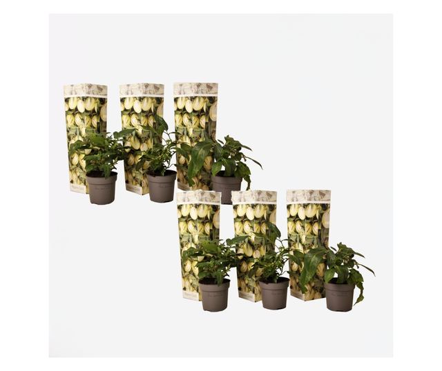Tojásdinnye - 6 db - Solanum Muricatum 'Pepino gold' - 25-40cm magas - ⌀9cm