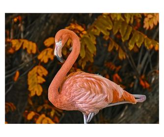 Декоративна картина за стена с дървена рамка, 33см x 24см, с животно373