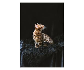 Декоративна картина за стена с дървена рамка, 33см x 24см, с животно394