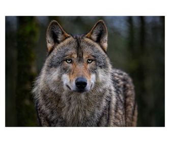 Декоративна картина за стена с дървена рамка, 33см x 24см, с животно417