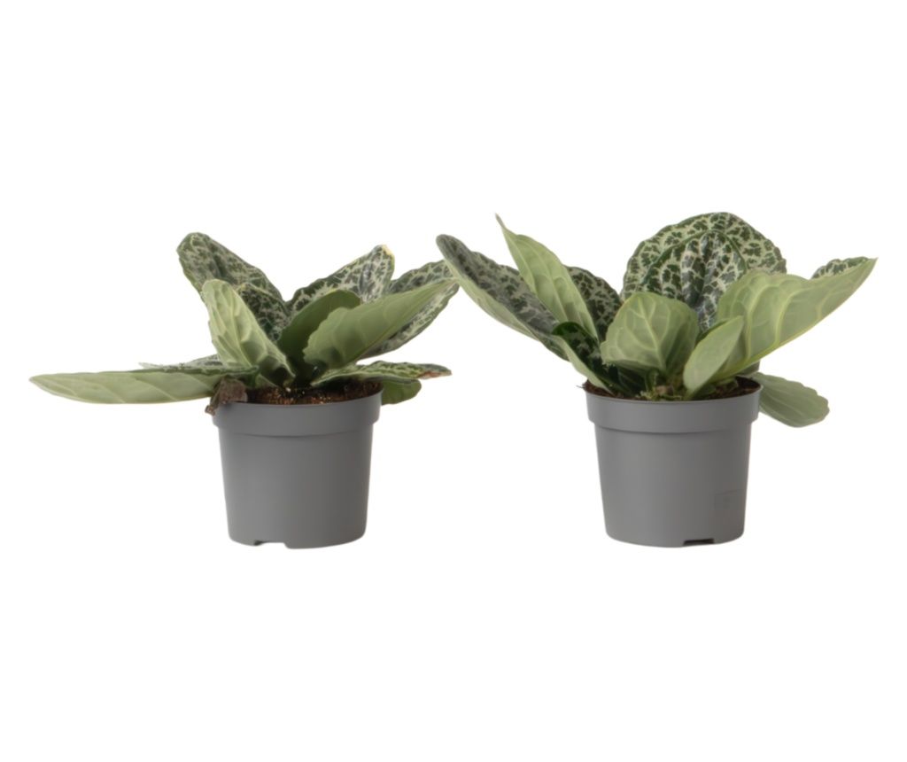 Čepnjak - 2 kom - Streptocarpus 'Pretty Turtle' - Visina 25-35cm - ⌀13cm