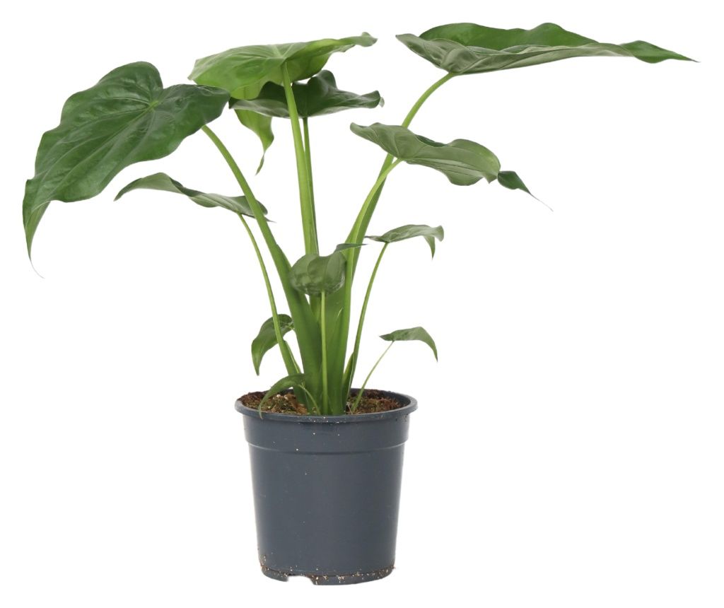 Alokázia - Alocasia 'Cucullata' - 70-80cm magas - ⌀19cm