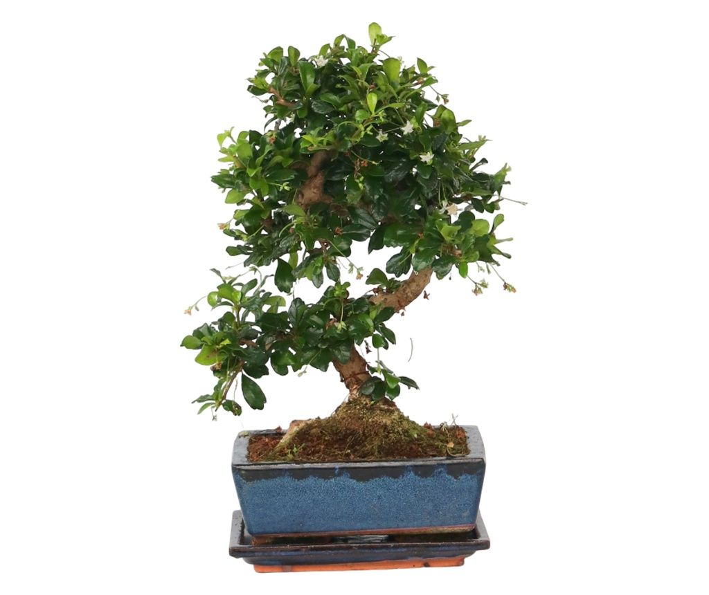 Bonsai - Carmona microphylla - 20-30cm magas - ⌀15cm