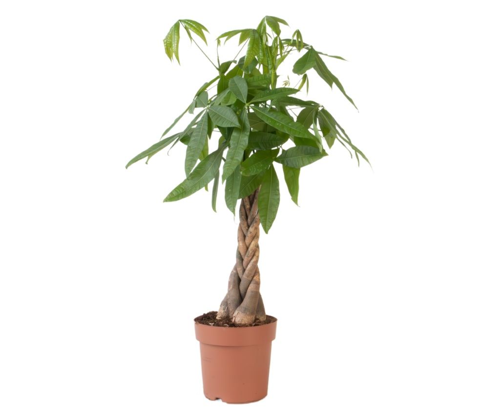 Vadkakaó - Pachira aquatica - 100-120cm magas - ⌀24cm