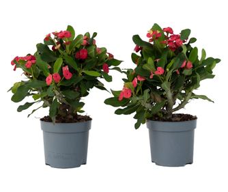 Coronița lui Hristos - 2 buc - Euphorbia 'Milii' - Înălţime 25-35cm - ⌀13cm
