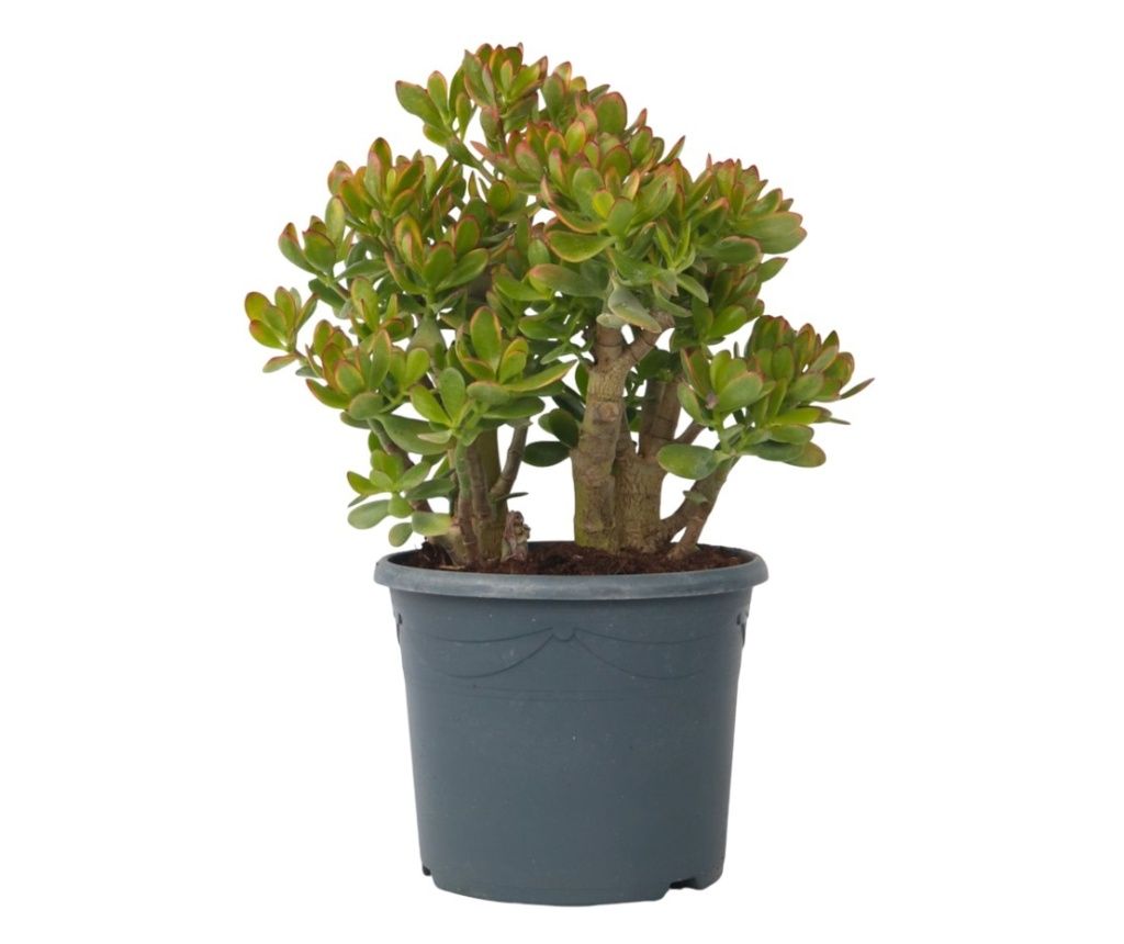 Pozsgafa - Crassula ovata 'Sunset' - 55-60cm magas - ⌀30cm