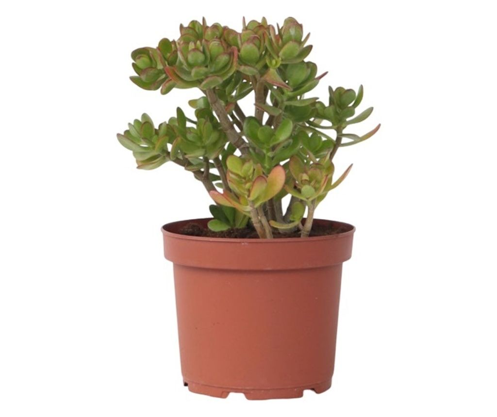 Pozsgafa - Crassula ovata 'Minor' - 45-50cm magas - ⌀23cm