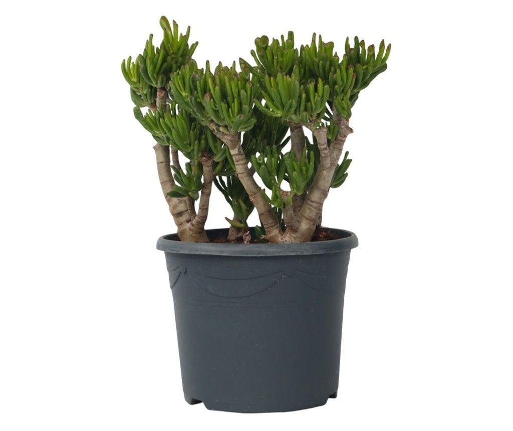 Drvo žada - Crassula ovata 'Hobbit' - Visina 55-60cm - ⌀30cm