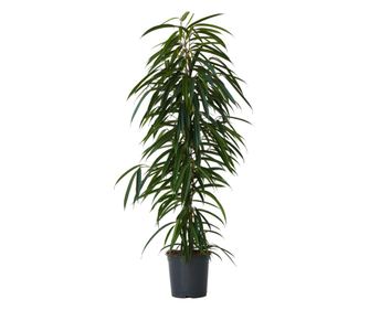 Smokva - Ficus binnendijkii - Visina 100-110cm - ⌀21cm