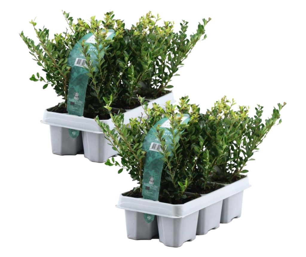 Csipkéslevelű magyal - 12 db - Ilex crenata 'Jenny' - 10-20cm magas - ⌀9cm