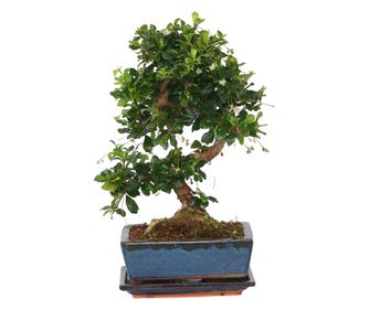 Bonsai - Carmona microphylla - Visina 25-30cm - ⌀20cm
