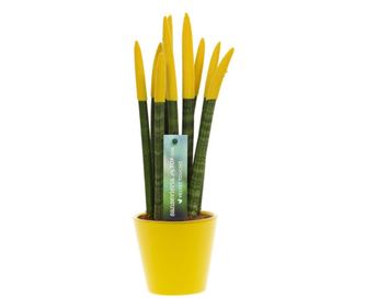 Змийско растение Velvet Touch - Sansevieria cylindrica - вис. 20-40 см - ⌀9 см