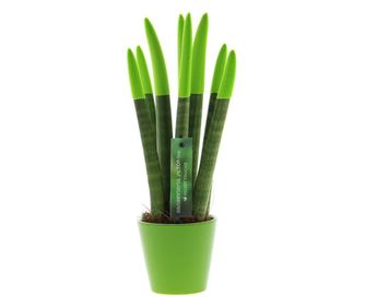 Змийско растение Velvet Touch - Sansevieria cylindrica - вис. 20-40 см - ⌀9 см