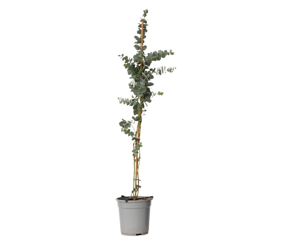 Eukaliptus - Eucalyptus cinerea 'Silver Dollar' - Visina 90-110cm - ⌀19cm