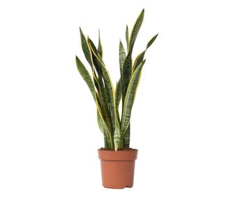 Limba soacrei - Sansevieria trifasciata Laurentii - Înălţime 65-75cm - ⌀21cm