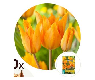 Βολβοί τουλίπας – 40 τμχ – Tulipa 'Prastants Shogun' – Ανθόβολβοι – Πορτοκαλί