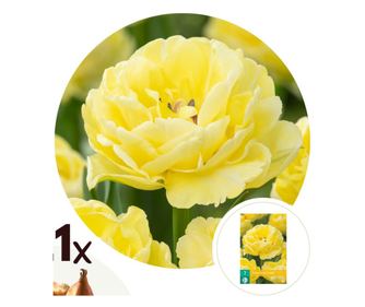 Βολβοί τουλίπας – 21 τμχ – Tulipa 'Avant Garde' – Ανθόβολβοι – Κίτρινο