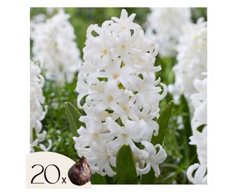 Υάκινθος – 20 τμχ – Hyacinthus 'Carnegie' – Ανθόβολβοι – Λευκό